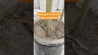Do Not Do This! Three Okra in One Container  | Rooftop Gardening #Shorts