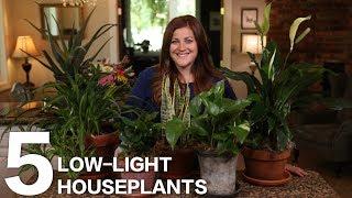 5 Low-Light Houseplants  // Garden Answer