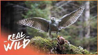 Exploring Spectacular Birds Of Prey | Wild America | Real Wild