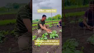 S Method in Tometo Crop #agriculture #tometo #crop #gyan