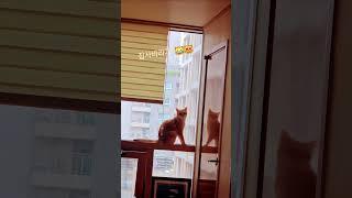 부르지말껄~ #cat #cute #고양이 #고양이브이로그 #반려묘 #브리티쉬숏헤어#껌딱지#내새꾸#shorts
