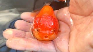Why your fish are dying... (I am dying)