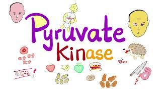 Pyruvate Kinase Enzyme & Glycolysis -  Clinical Biochemistry