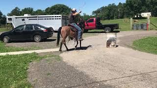 Dinky roping a barrel