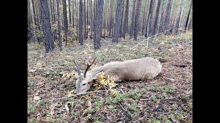 ОХОТА В РЁВ ИЗЮБРЯ И ЗАКРЫТИЕ В ГОН КОСУЛИ  HUNTING IN THE RUT OF DEER