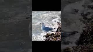 Seagulls ️️2