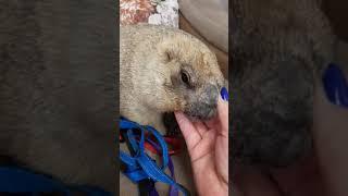 сурок смотрит ТВ#marmot #домашнийсурок#baybak#прикольныеживотные#cuteanimals