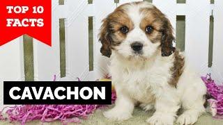 Cavachon - Top 10 Facts