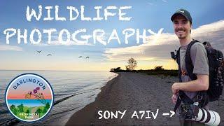 Wildlife Photography | Darlington Provincial Park Camping