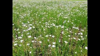 Лён, поздний посев, осмотр 18. 07.20г.