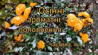 Ароматні поповнення другої половини осені 2024 .