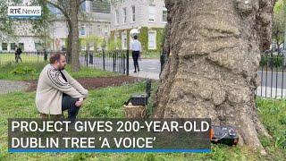 Project gives 200-year-old Dublin tree ‘a voice’