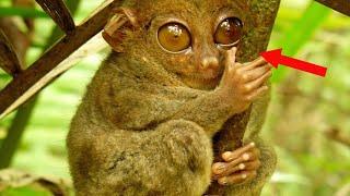 Weirdest Animals Ever Discovered