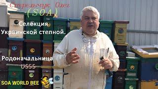 Селекция Украинской степной  Родоначальница US55(SOA)