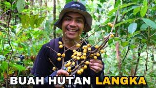 2 Hari berpetualang bersama teman, mencari buah hutan dan panen buah milik warga