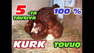 KURK TOVUQ BOQISHDA 5 TA TAVSIYALAR | КУРК ТОВУК БОКИШДА  5 ТА ТАВСИЯЛАР