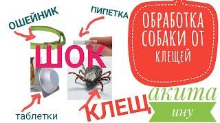 Обработка собаки от клещей. Что выбрать? Как я применяю. Акита Ину Сату воспитывает нас, а мы его.