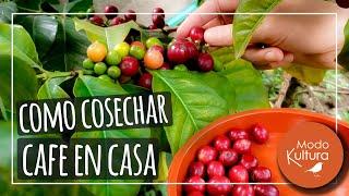  **¿CÓMO COSECHAR TU PROPIO CAFÉ Y PREPARARLO EN CASA? *Proceso completo del Café 100 % orgánico.