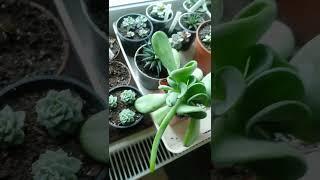 Эхеверия Деренберга #succulents #суккуленты #эхеверия #суккулент