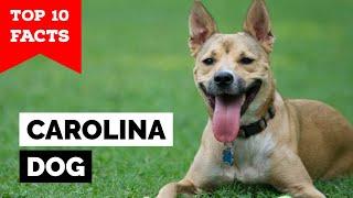 Carolina Dog - Top 10 Facts