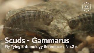 Scuds ◉ Fly Tying Entomology Reference ◉ No.2 ◉  Gammarus Pulex ◉ 4K