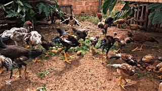 Melhor momento na criação de galinhas caipiras / alimentação