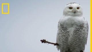 L'attaque silencieuse mortelle du harfang des neiges