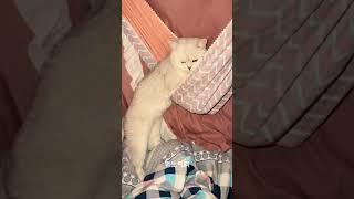 上不去他就挠吊床小猫咪能有什么坏心思它只想被爱 谁能拒绝傻憨憨的小猫咪 养宠人的治愈谁懂啊 无处安放的小jio 我的小猫咪