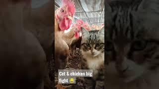 Cat and Chicken big fight #funny #funnyvideo #fedyamedia