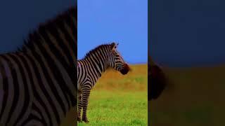 8K HDR 120FPS Dolby Vision: The Ultimate Animal Watching Experience