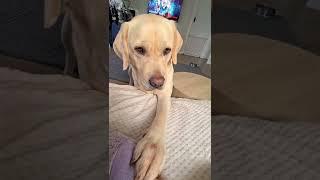 Sweet Labrador Politely Asks To Go Outside #shorts #labrador #politeness