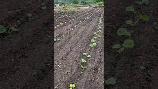 Dan's been busy planting out this season's pumpkins.