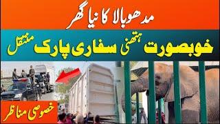 Elephant Madhubala Finally Shifted to Safari Park Karachi | Exclusive | GNN+