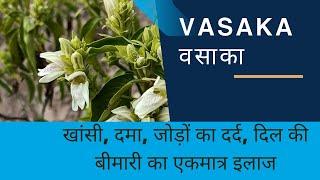 vasaka#cough#asthama#jointpain#nosebleeding#hearttonic#agnishikha best garden#fever