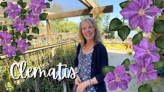 Fionuala Talks All About Clematis!  It's Her Passion (and Maybe a Little Bit of an Obsession!) 