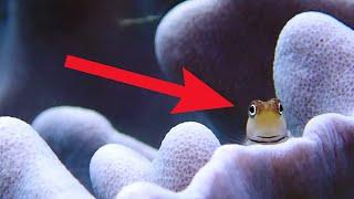 Funny Blenny Fish Compilation - Watch Coolest Blenny Fish