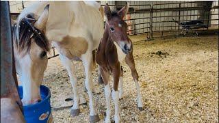 LIVE With Our Brand New Foal!