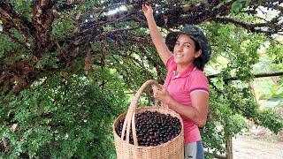 15 kg of jabuticaba and an incredible liqueur