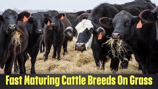 Top Cattle Breeds that Thrive and Mature Quickly on Grass