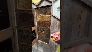 Inside A Bee-Hive! #bees #maine #travel #crsberger