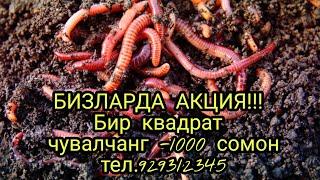 N151. biogumus.tj да акция!!! 1 кв чувалчанг 1000 сомон. тел.929312345