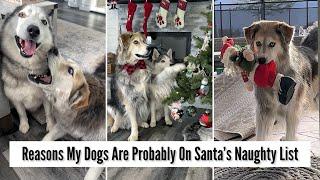 Reasons My Huskies Are Probably On Santas Naughty List