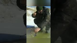 Бомбическая ПЛОТВА со Льда #первыйлед #рыбалкапопервомульду#сорога #плотва #shorts