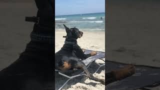 Doberman compilation #dog #cute