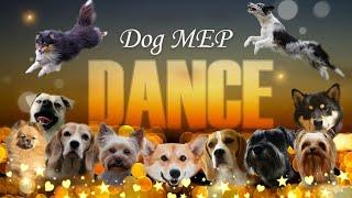 DANCE FULL DOG MEP