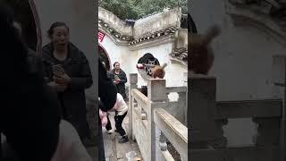 Mischievous monkeys  #viral #funny #talent