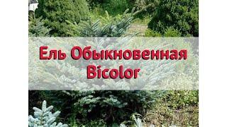 Ель обыкновенная Биколор  Обзор: посадка и уход. саженцы ели Биколор: описание и особенности