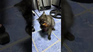 Yuki's play time #cat #catvideo #furry