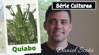 Cultura do QUIABO - Plantio, calagem e adubação!