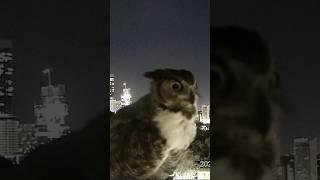 The KXAN News Today crew had a hoot with a special visitor this morning  #austin